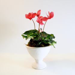 Classic Cyclamen from Hafner Florist in Sylvania, OH