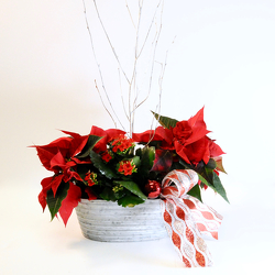 Christmas Botanicals from Hafner Florist in Sylvania, OH