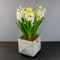 Spring Hyacinth from Hafner Florist in Sylvania, OH