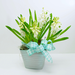 Hyacinth from Hafner Florist in Sylvania, OH
