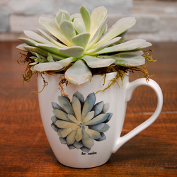 Succulent Mug from Hafner Florist in Sylvania, OH