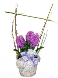 Fragrant Hyacinth  from Hafner Florist in Sylvania, OH