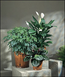 Beautiful Plants from Hafner Florist in Sylvania, OH