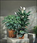 Beautiful Plants from Hafner Florist in Sylvania, OH