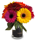 /images/MD105alg.jpg Dazzling Daisies