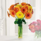 /images/jheveryday/EV030-11lg.jpg Gerbera Garden