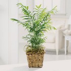 /images/jheveryday/EV111-11lg.jpg Paradise Palm