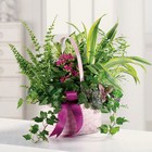 /images/jheveryday/EV112-21lg.jpg Basket Dish Garden