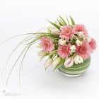 /images/uBloom-TulipDream-Wlg.jpg Tulip Dream