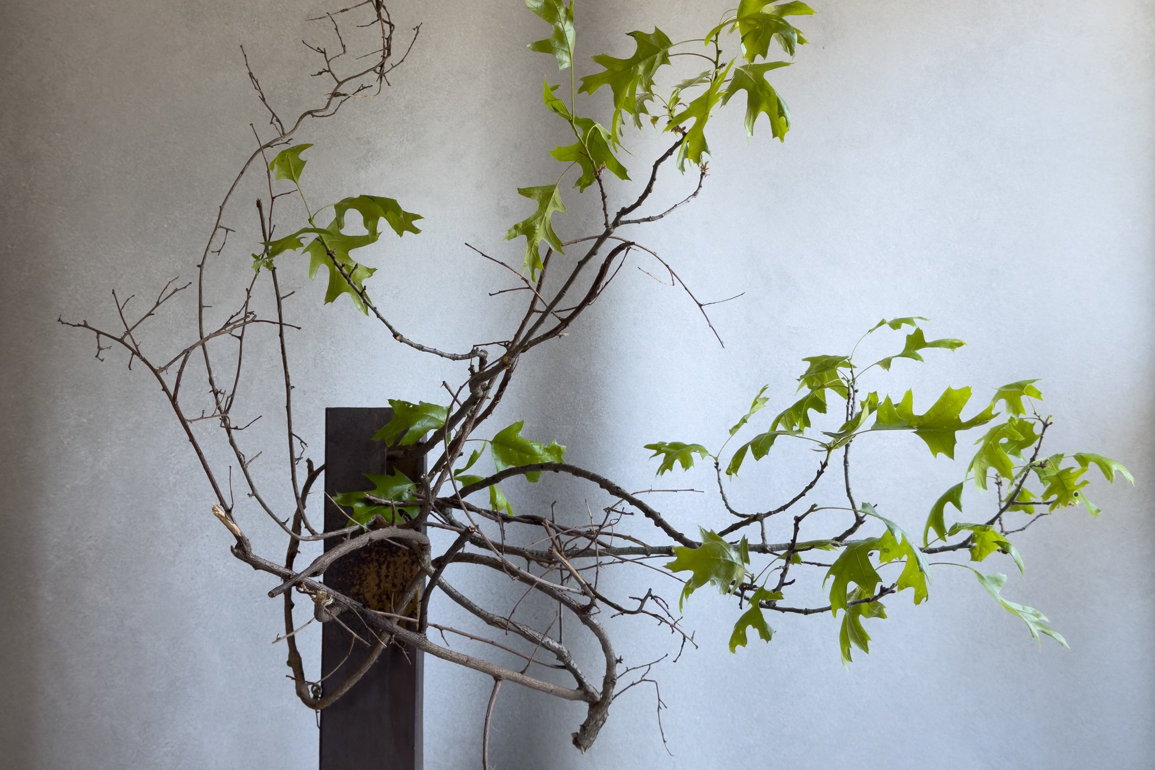 Artistic arrangement of branches with green leaves in a dark container against a neutral background