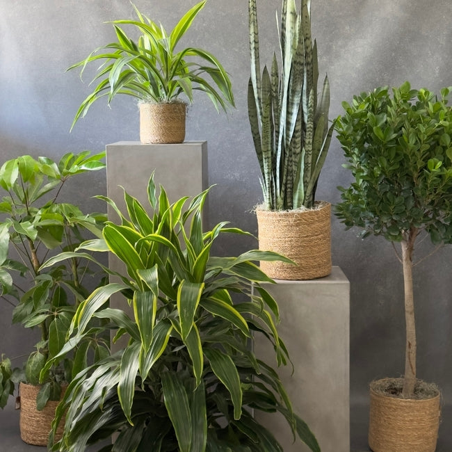 indoor plants and pots online Beautiful Plants – Hafner Florist