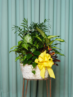 Assorted leafy plants in a white basket-style planter with a yellow bow, photographed on a tall metal stand.