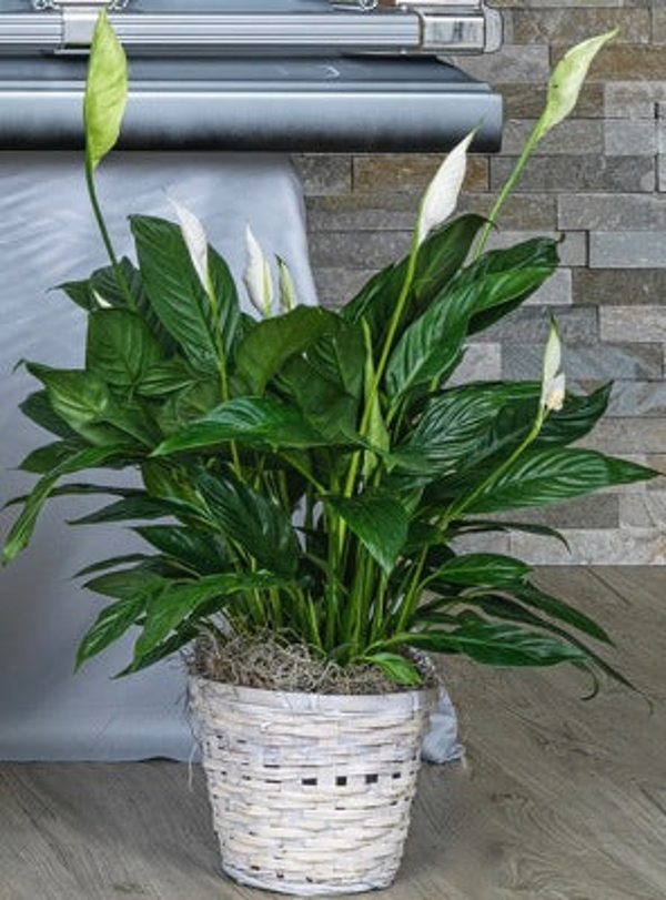 Peace lily with glossy green leaves and upright white and pale green flowers in a light woven basket.