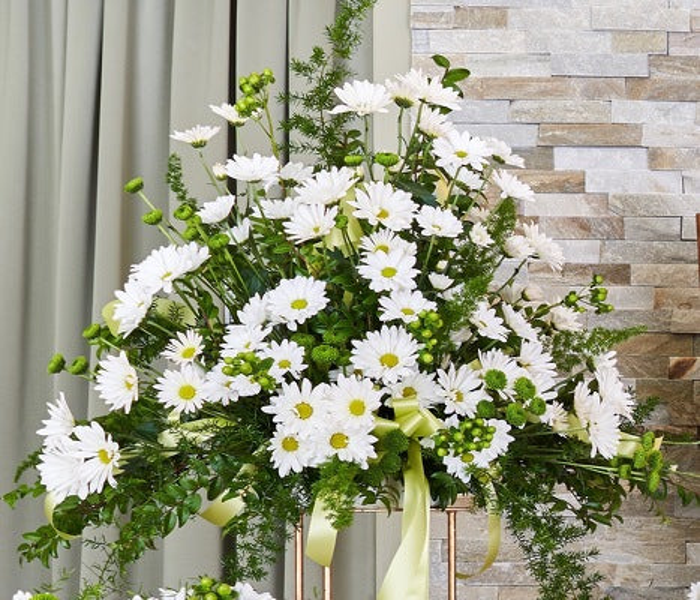 Broad upright arrangement of white daisies, rounded green flowers, green berries, fine greenery, and pale green ribbon.
