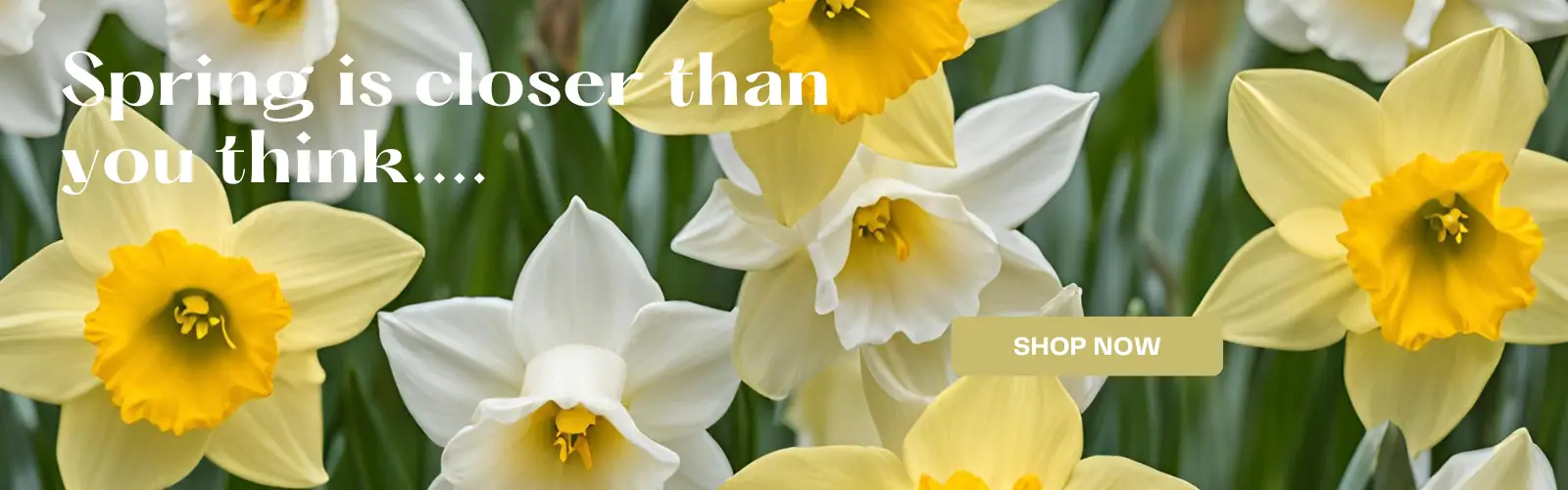 Early Spring Flowers at Hafner Florist