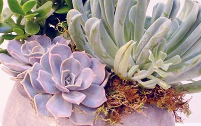 Plants & Planters