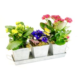 Summer In Bloom from Hafner Florist in Sylvania, OH