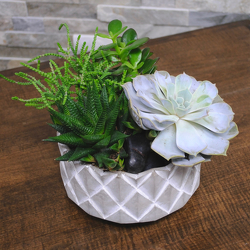 Small Succulent Garden from Hafner Florist in Sylvania, OH