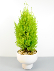 Lemon Cypress from Hafner Florist in Sylvania, OH