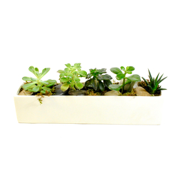 Small Succulent Planter from Hafner Florist in Sylvania, OH