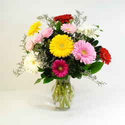 Grand Gerbs from Hafner Florist in Sylvania, OH