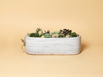 Modern Succulent Planter from Hafner Florist in Sylvania, OH