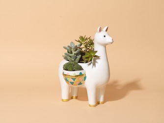 Llama Llama from Hafner Florist in Sylvania, OH