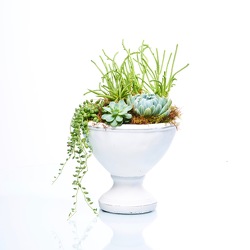Succulent Compote from Hafner Florist in Sylvania, OH