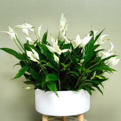 Modern Spath from Hafner Florist in Sylvania, OH