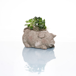 Piggy Planter from Hafner Florist in Sylvania, OH