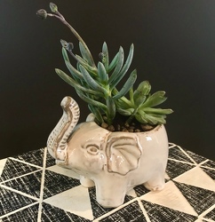 Elephant Succulent Planter from Hafner Florist in Sylvania, OH