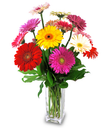 Delightful Daisies from Hafner Florist in Sylvania, OH