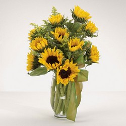 Sunflower Fields from Hafner Florist in Sylvania, OH