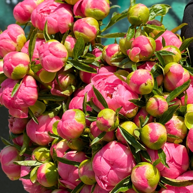 Local Peony Bouquets